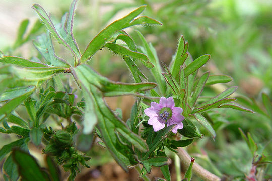 Plancia ëd Geranium dissectum L.