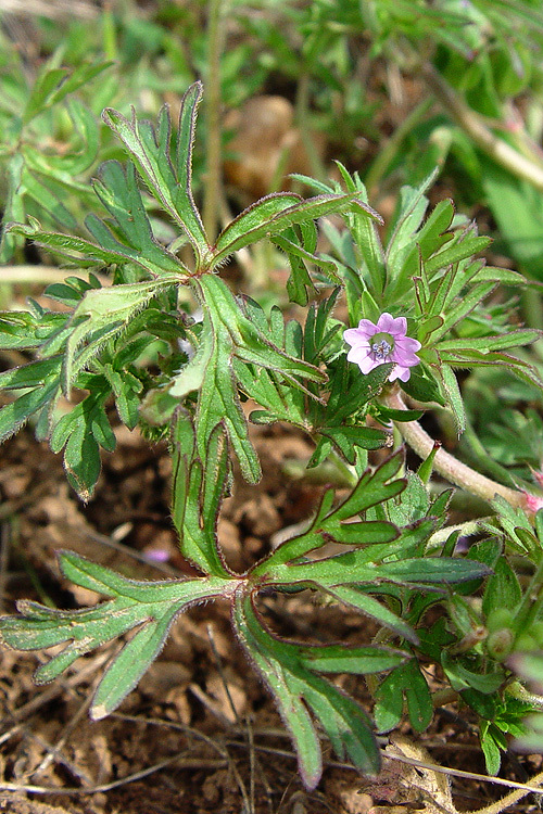 Image of cut-leaved cranesbill