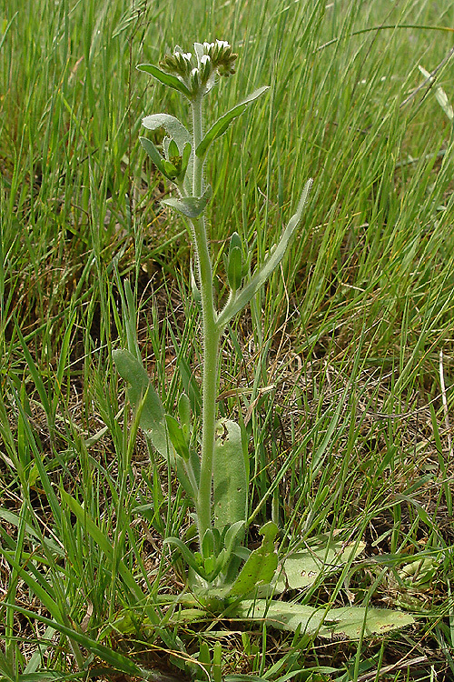 Sivun Plagiobothrys fulvus (Hook. & Arn.) I. M. Johnst. kuva