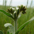 Image of Fulvous Popcorn-flower
