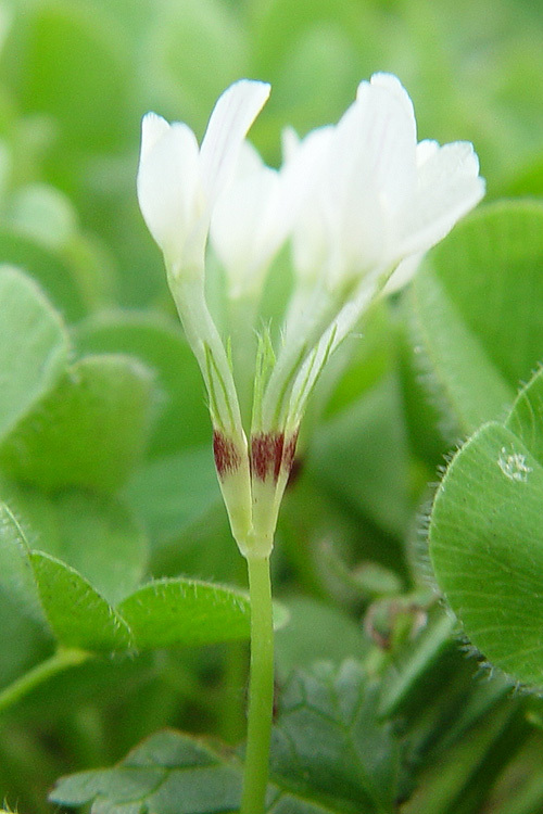 Image of subterranean clover