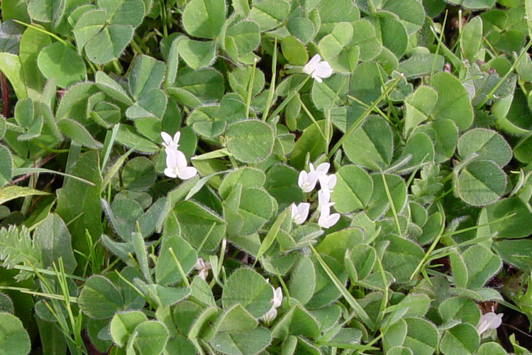 Image of subterranean clover