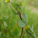 Image of Trifolium dubium Sibth.