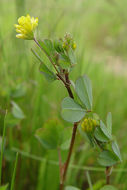 Image of Lesser Hop Trefoil