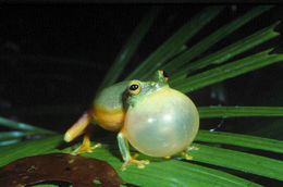 Image of <i>Litoria gracilenta</i>