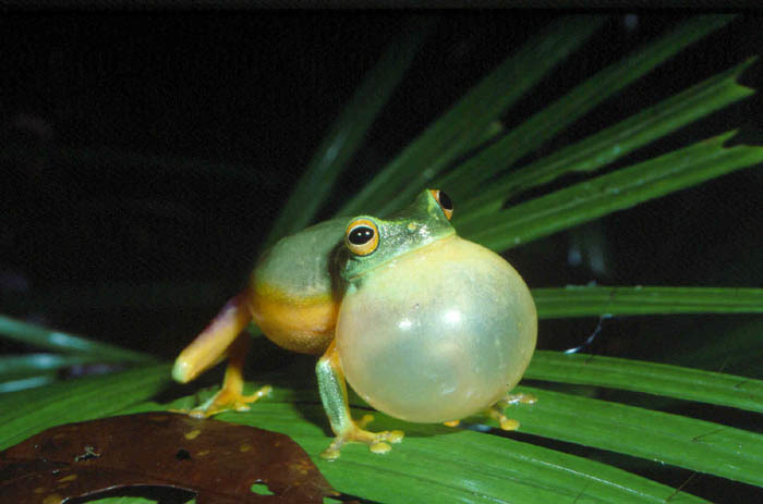 Image de <i>Litoria gracilenta</i>