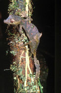 Uroplatus phantasticus (Boulenger 1888) resmi