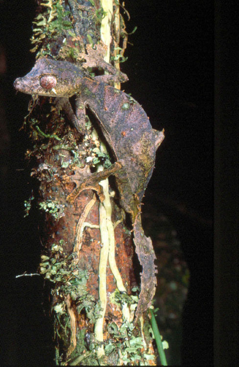 Слика од Uroplatus phantasticus (Boulenger 1888)