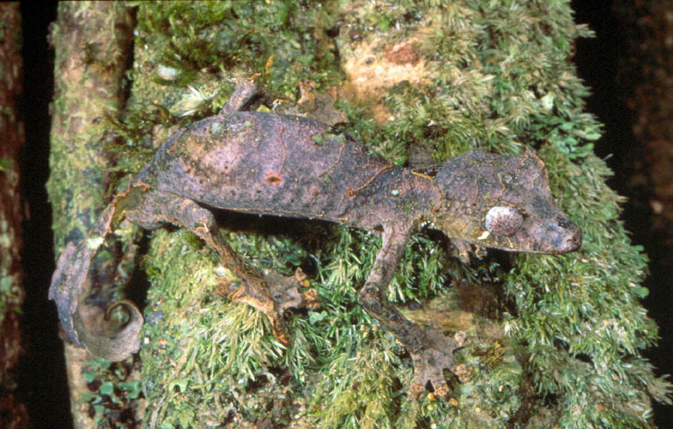 Image of Satanic leaf-tailed gecko