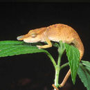 Image of Boettger's Chameleon