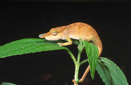 Image of Boettger's Chameleon