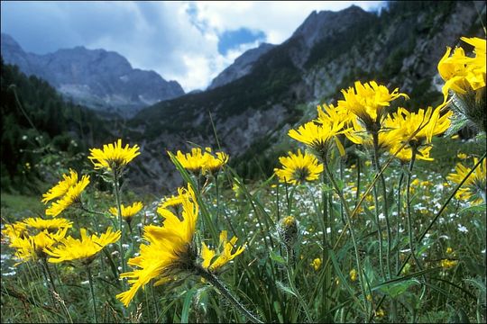 Image of woolly hawkweed