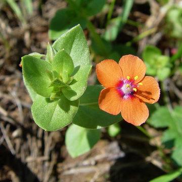 Lysimachia arvensis (L.) U. Manns & Anderb. resmi