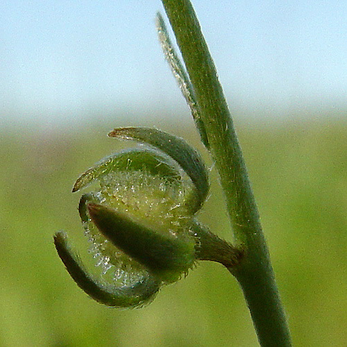 Image of Greene's Popcorn-Flower