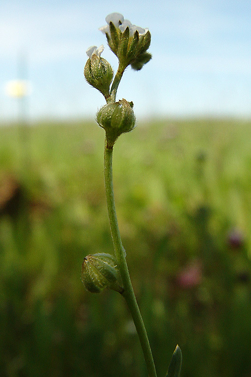 Image of Greene's Popcorn-Flower