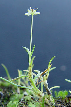 Image of western pearlwort