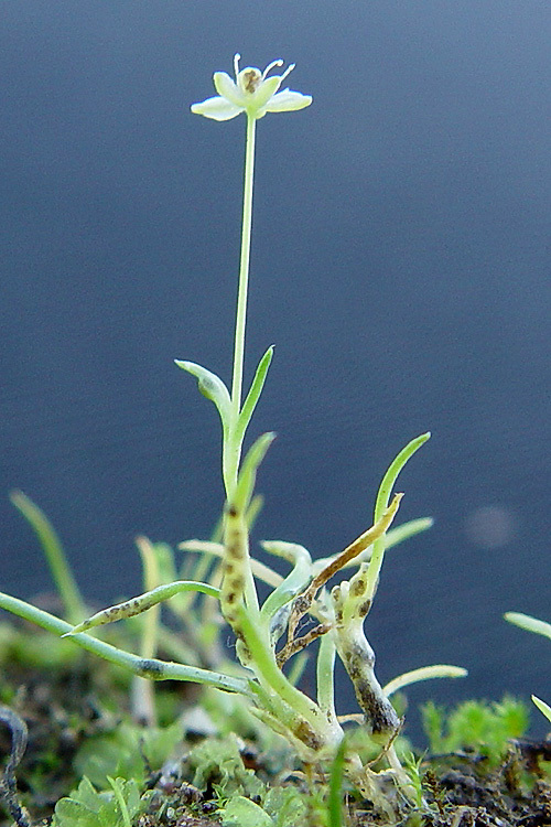 Imagem de Sagina decumbens subsp. occidentalis (S. Wats.) G. E. Crow