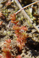 Crassula tillaea Lester-Garland resmi