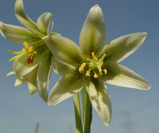 Image of fragrant fritillary