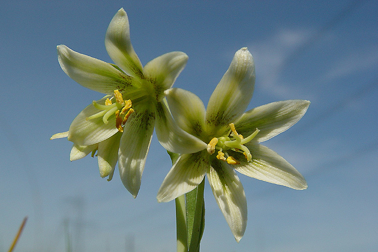 Image of fragrant fritillary