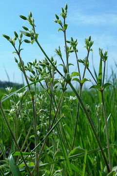 Image of sticky chickweed