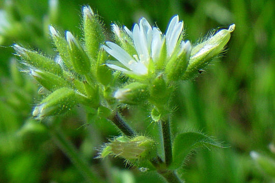 Image of sticky chickweed