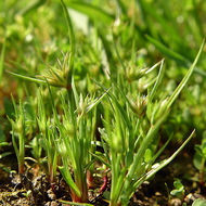 Image of dwarf rush