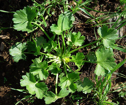 Image of spinyfruit buttercup