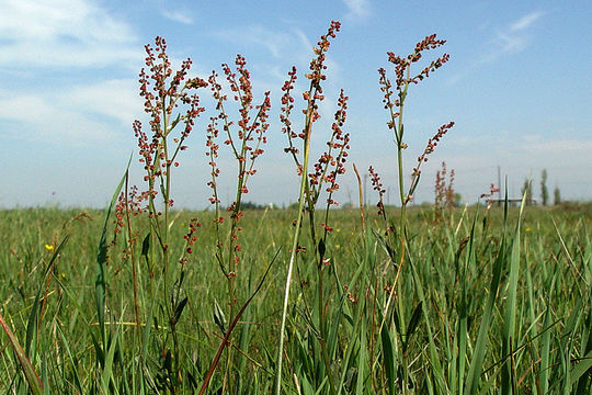 Rumex angiocarpus Murb.的圖片