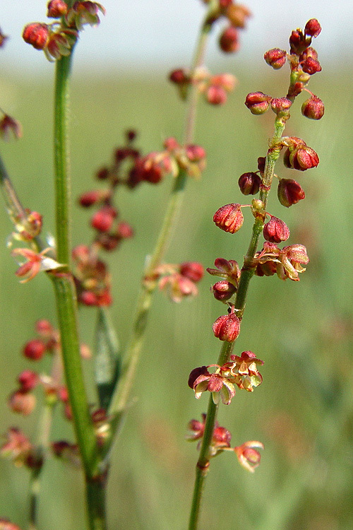 Rumex angiocarpus Murb.的圖片