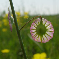 Image de Thysanocarpus radians Benth.