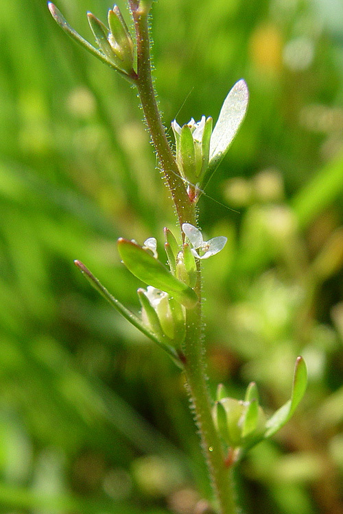 Image of hairy purslane speedwell