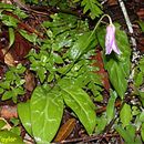 Image of mahogany fawnlily