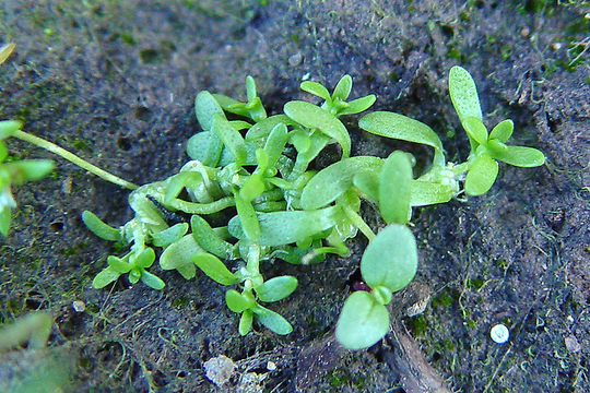 Image of winged water-starwort