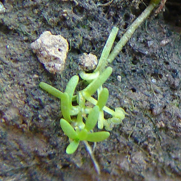 Image of winged water-starwort