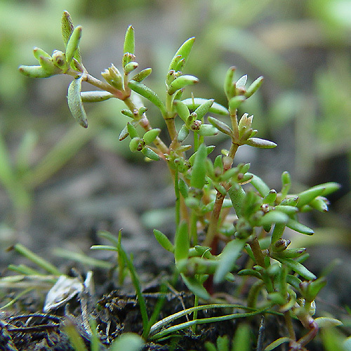 Слика од Crassula aquatica (L.) Schönl.