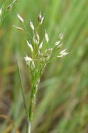 Image of silver hairgrass