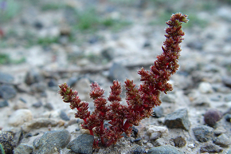 Crassula tillaea Lester-Garland resmi