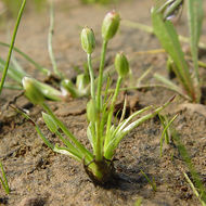 Image de Juncus uncialis Greene