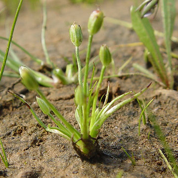 Слика од Juncus uncialis Greene