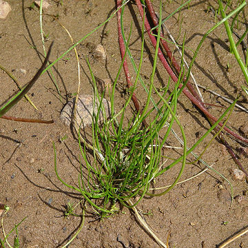 Image of Flowering-Quillwort