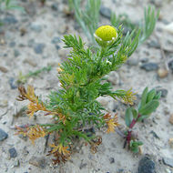 Image of disc mayweed