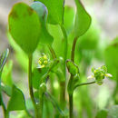 Image of Carter's buttercup