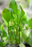 Image de Ranunculus bonariensis subsp. trisepalus (Gill. ex Hook. & Arnott) J. Molero