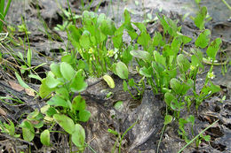 Image de Ranunculus bonariensis subsp. trisepalus (Gill. ex Hook. & Arnott) J. Molero