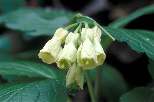 Image of Cardamine enneaphyllos (L.) Crantz