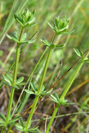 Image of blue field madder