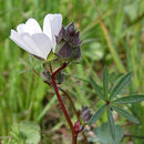 Image of <i>Sidalcea <i>calycosa</i></i> ssp. calycosa