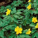 Anemone ranunculoides L.的圖片