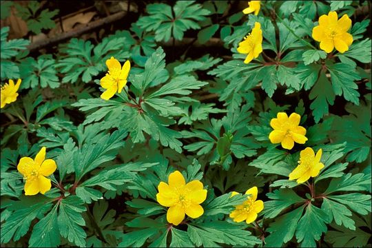 Image of Yellow Anemone